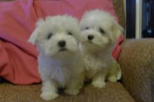 Beautiful white Maltese puppies available! Image eClassifieds4u 3
