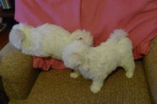 Beautiful white Maltese puppies available! Image eClassifieds4u 2