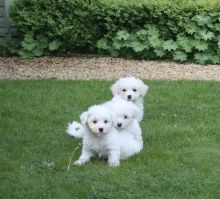 Bichon Frise puppies ready Image eClassifieds4U