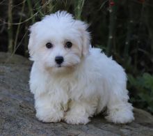 CKC Coton De Tulear puppies!! Image eClassifieds4u 2