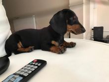 Dachshund Puppies ready to leave now Image eClassifieds4u 1