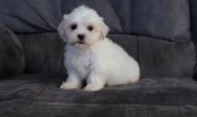 Havanese puppies Image eClassifieds4u 2