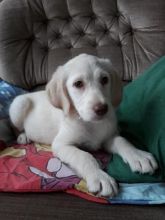 Labradoodle pups ready to be rehoming Image eClassifieds4u 1