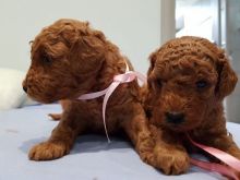 Toy Poodle for a good lovely and caring home Image eClassifieds4u 2