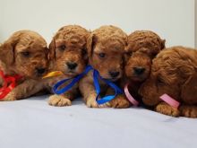 Toy Poodle for a good lovely and caring home Image eClassifieds4u 4