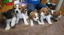 Tricolor Beagle Puppies ready Image eClassifieds4u 1