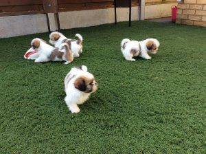Shih Tzu Puppies with immunization documents Image eClassifieds4u