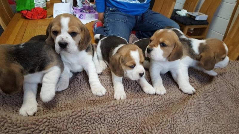 Tricolor Beagle Puppies ready Image eClassifieds4u