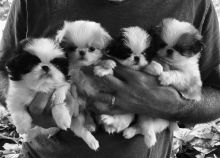 LOVELY POTTY TRAINED JAPANESE CHIN PUPPIES AVAILABLE