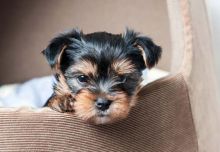 2 Yorkshire terrier puppies