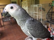 African grey parrots available