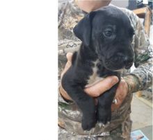 Great Dane puppies