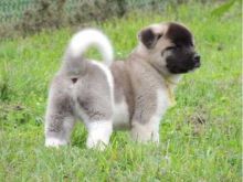 male and female Akita puppies available
