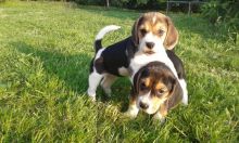 registered Beagle pups for adoption