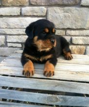 SUPER ADORABLE C.K.C ROTTWEILER PUPPIES FOR ADOPTION