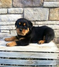 SUPER ADORABLE C.K.C ROTTWEILER PUPPIES FOR ADOPTION