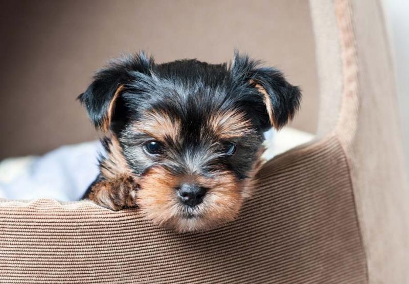2 Yorkshire terrier puppies Image eClassifieds4u