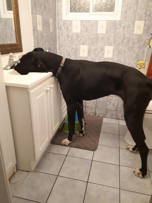 Great Dane seeking new family Image eClassifieds4u