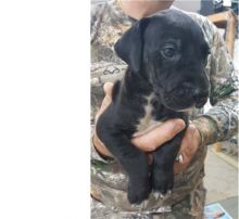 2 Great Dane puppies Image eClassifieds4U
