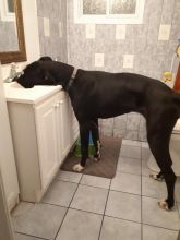 Great Dane seeking new family Image eClassifieds4u 3