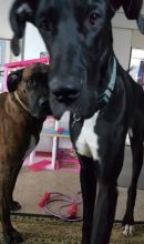 Great Dane seeking new family Image eClassifieds4u 1