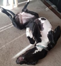 Great Dane seeking new family Image eClassifieds4u 2