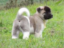 male and female Akita puppies available Image eClassifieds4U