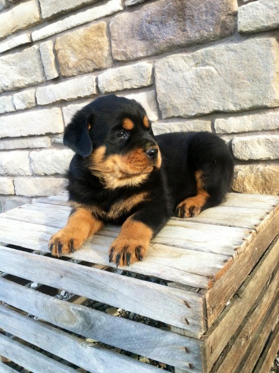 SUPER ADORABLE C.K.C ROTTWEILER PUPPIES FOR ADOPTION Image eClassifieds4u