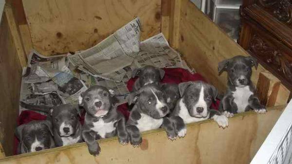 ╬╬ Fantastic ☮ Ckc ☮ Blue Nose ☮ American Pit Bull Terrier ☮ Puppies Available ╬╬ Image eClassifieds4u