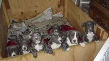 ╬╬ Fantastic ☮ Ckc ☮ Blue Nose ☮ American Pit Bull Terrier ☮ Puppies Available ╬╬