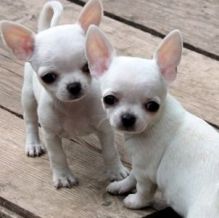 2 Chihuahua puppies