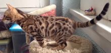 Adorable Bengal kittens available