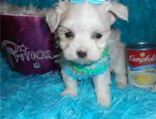 Adorable male and female Maltese Puppies.