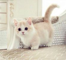 Beautiful Munchkin kittens.