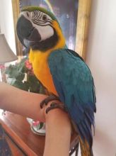 blue and gold macaw parrots