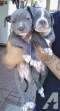 Blue nose American Pitbull terrier puppies available