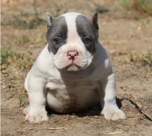 BLUE NOSE AMERICAN PITBULL TERRIER PUPPY FOR ADOPTION