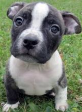 Blue nose American Pitbull terrier pups Available