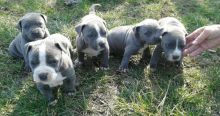 Ckc American Pitbull Terrier Puppies