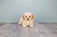 Cute male and female Cavapoo Puppies available.