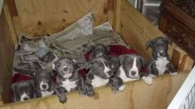 🐕🐕Gorgeous Blue nose American Pitbull terrier puppies available 🐕🐕