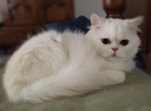 MALE AND FEMALE PERSIAN KITTENS