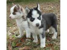 Registered Siberian Husky Puppies With Papers For Adoption