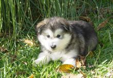 Sweet Alaskan Malamute puppies.