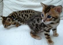 TICA Registered Savannah kittens