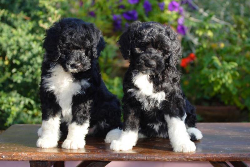 View Image 1 for ADORABLE!! Portuguese Water Dog Puppies For Adoption