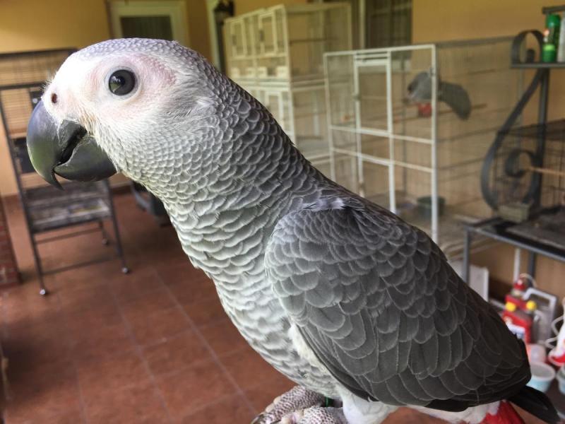 African grey parrots Image eClassifieds4u