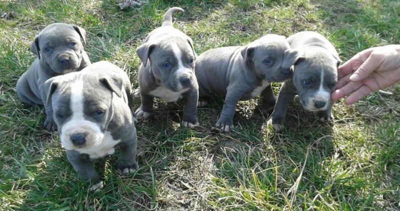 Ckc American Pitbull Terrier Puppies Image eClassifieds4u