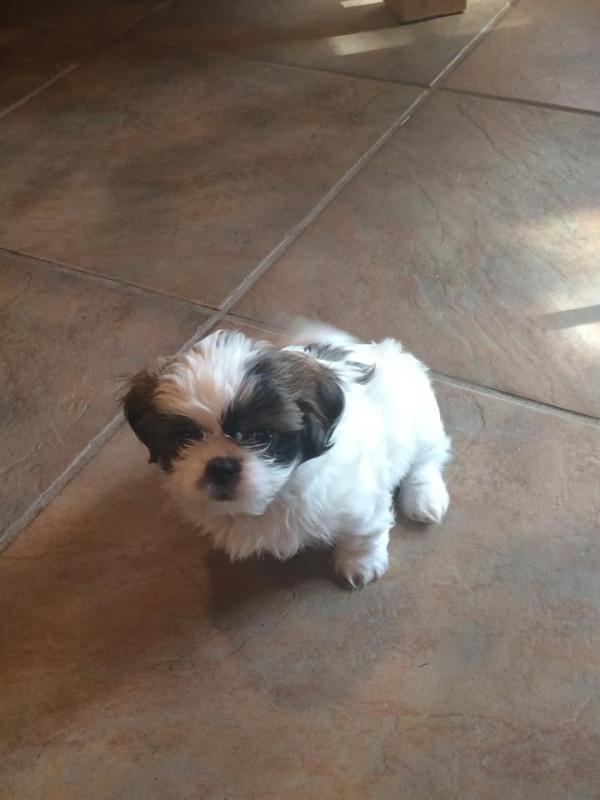 CKC PureBred Shih Tzu Puppies Ready For Good Homes Image eClassifieds4u