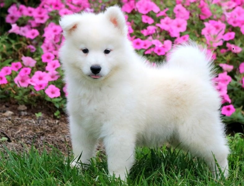 Cute Samoyed puppies Image eClassifieds4u